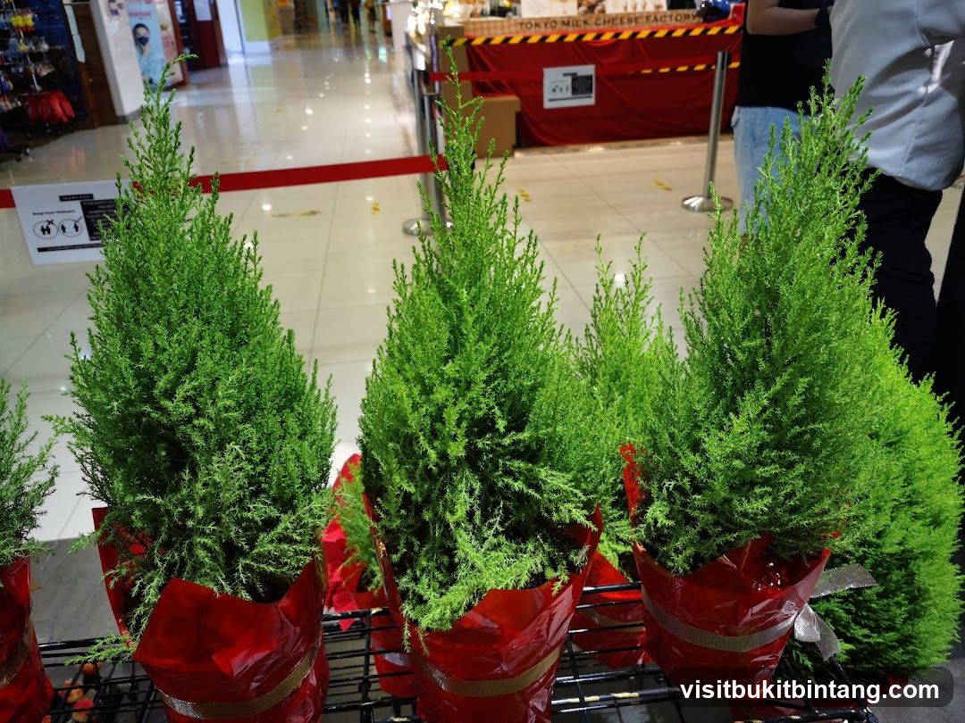 Potted Cypress Trees