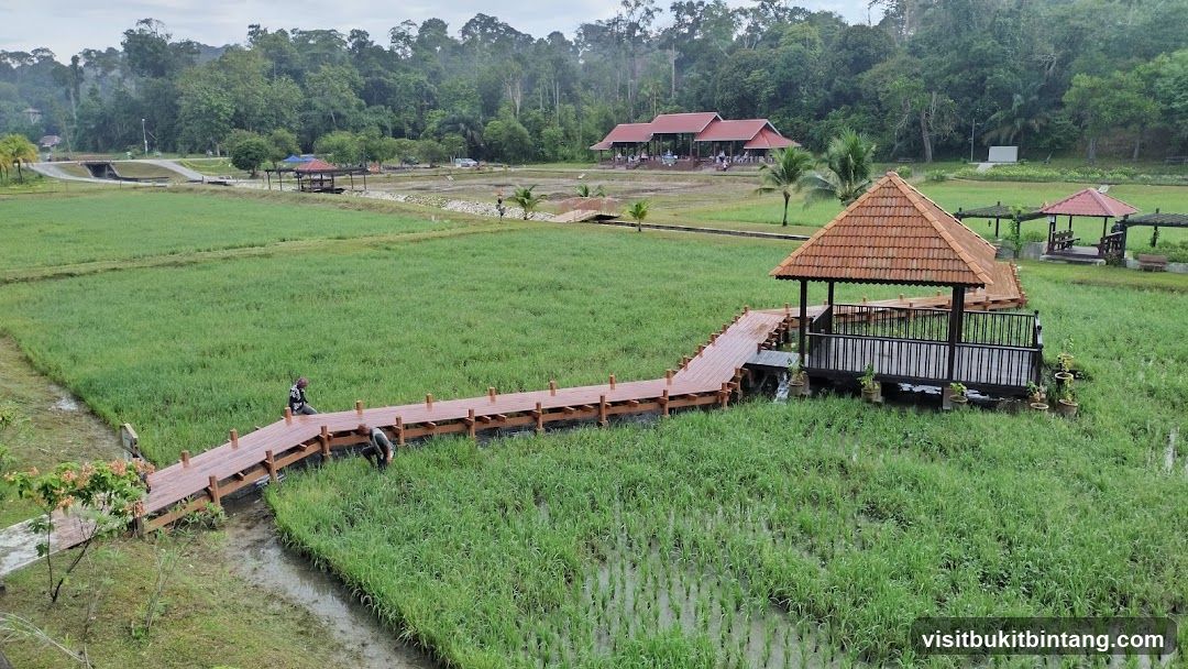 Wooden Boardwalk Through Rice Fields