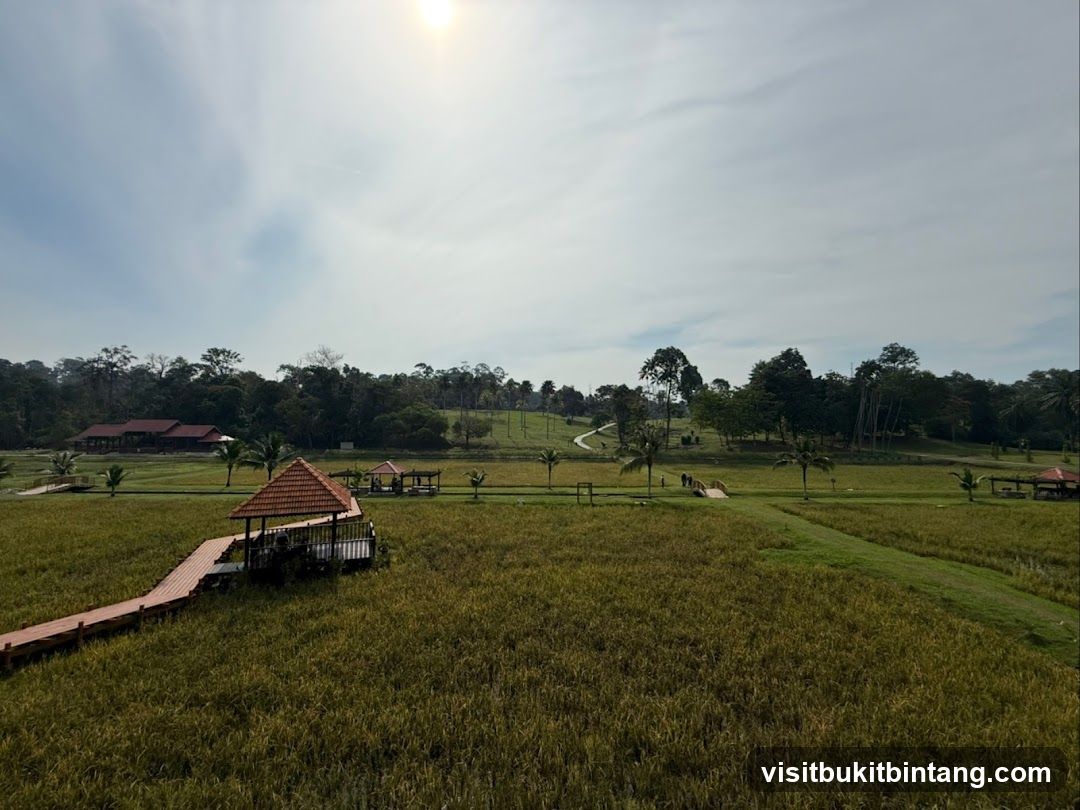 Rice Field Landscape with Boardwalk and Gazebos