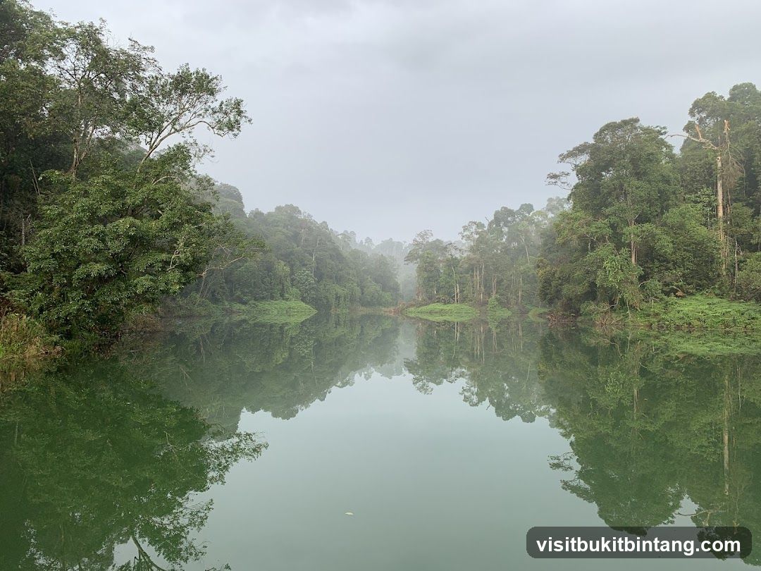Misty Lake Surrounded by Lush Green Forest