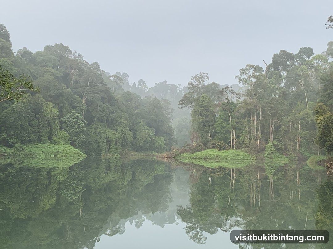 Misty Rainforest Lake