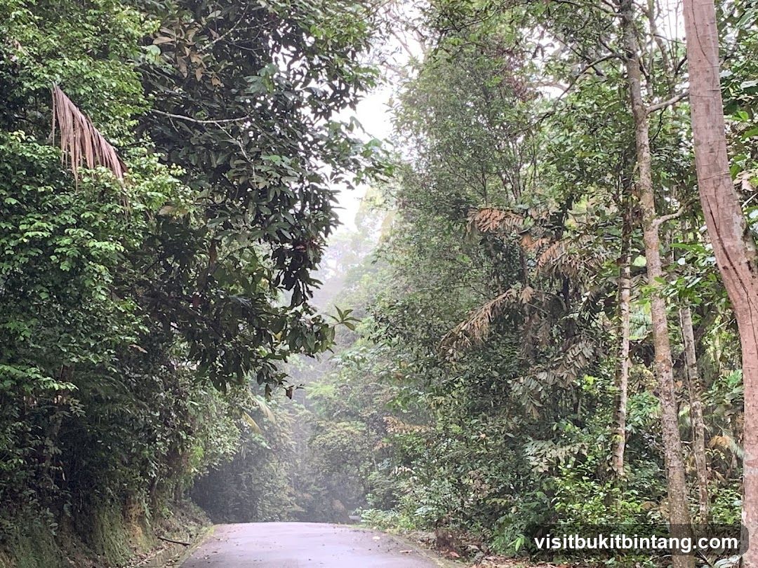 Road through a lush forest