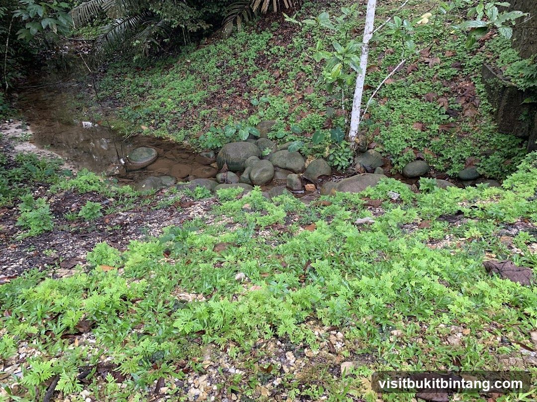 Stream in a Forest
