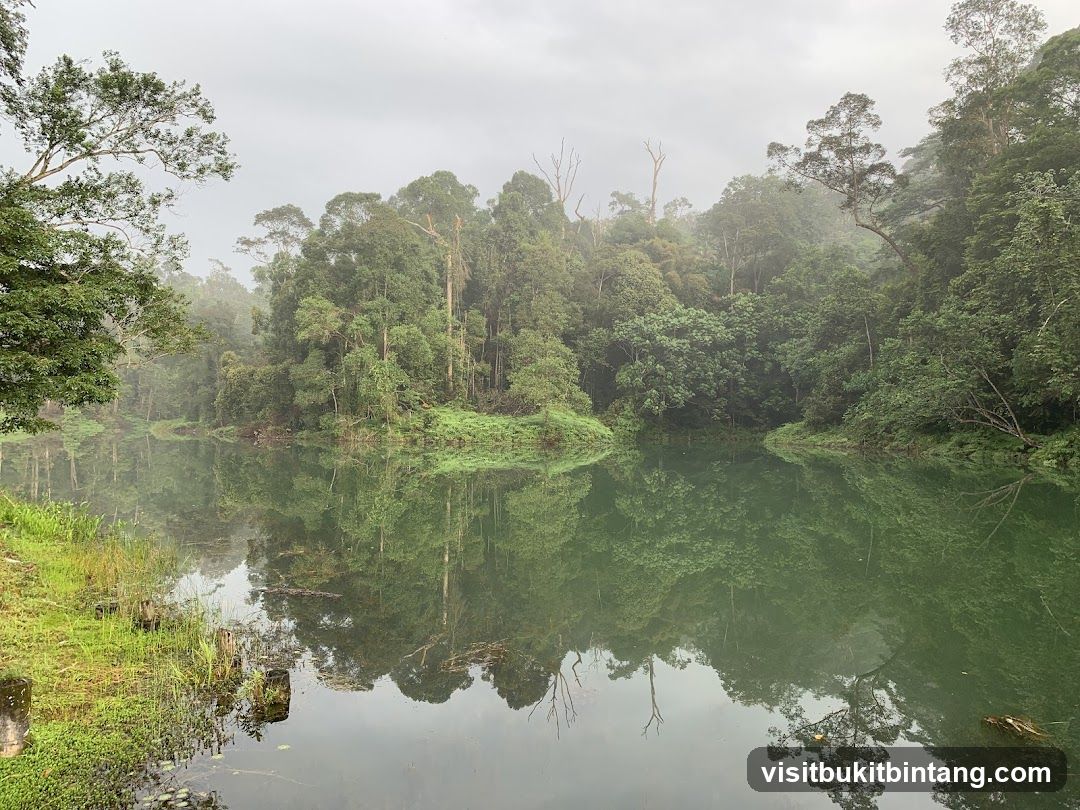 Misty Rainforest Lake