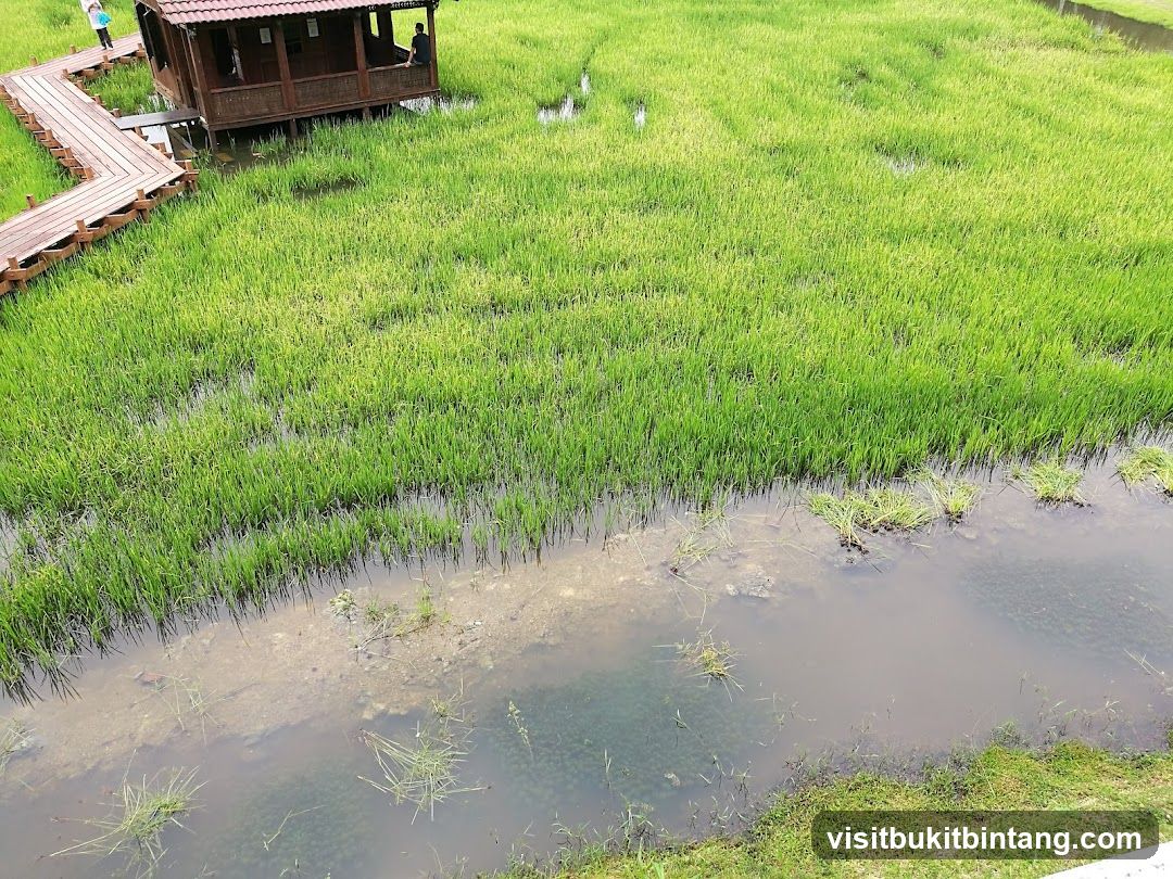 Rice Paddy with Wooden Boardwalk and Hut