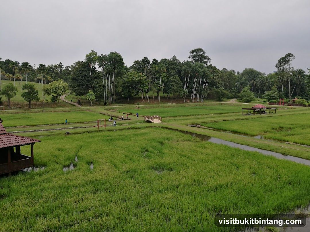Rice Paddies and Park Landscape
