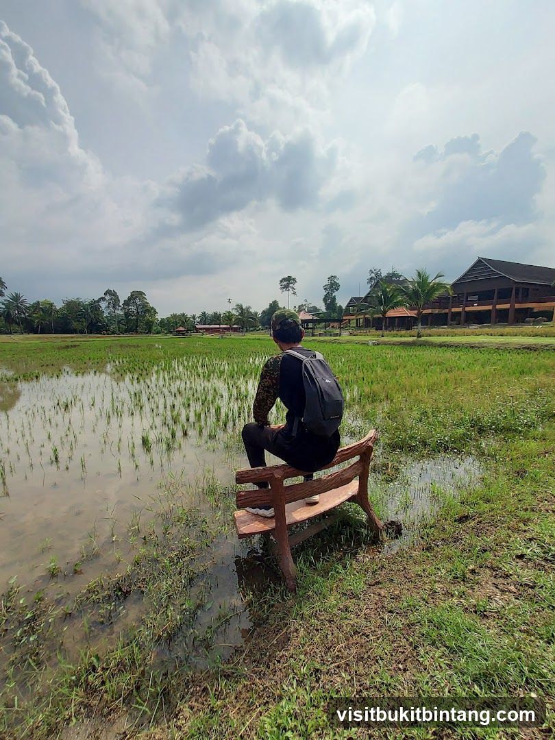 Person sitting on a bench overlooking a rice paddy
