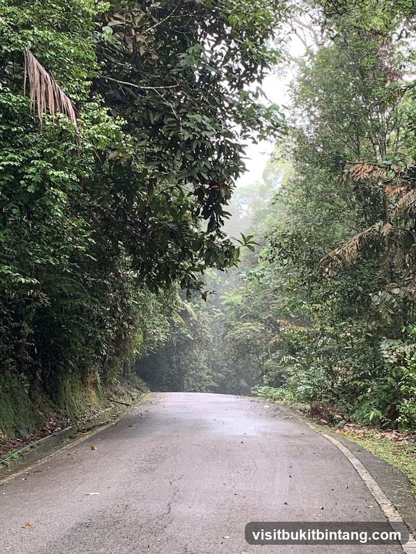 Road through a lush forest