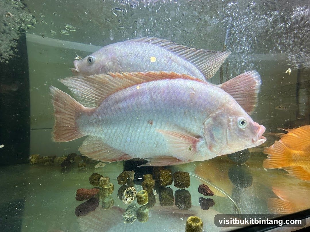 Fish in Tank