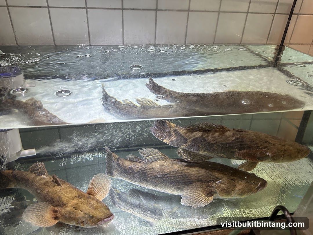 Live Fish in Tank