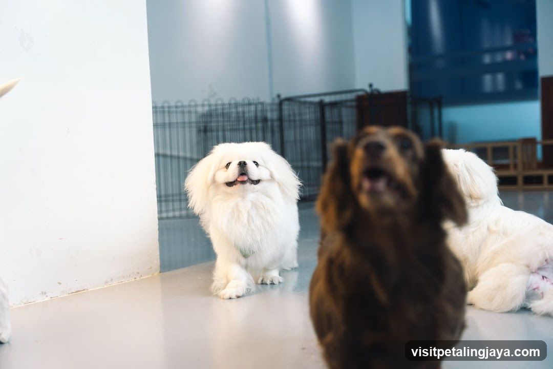 Dogs in a room
