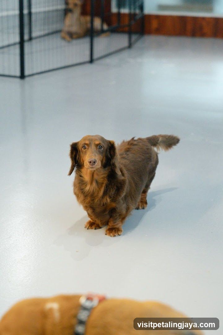 Dachshund in a Doggy Daycare