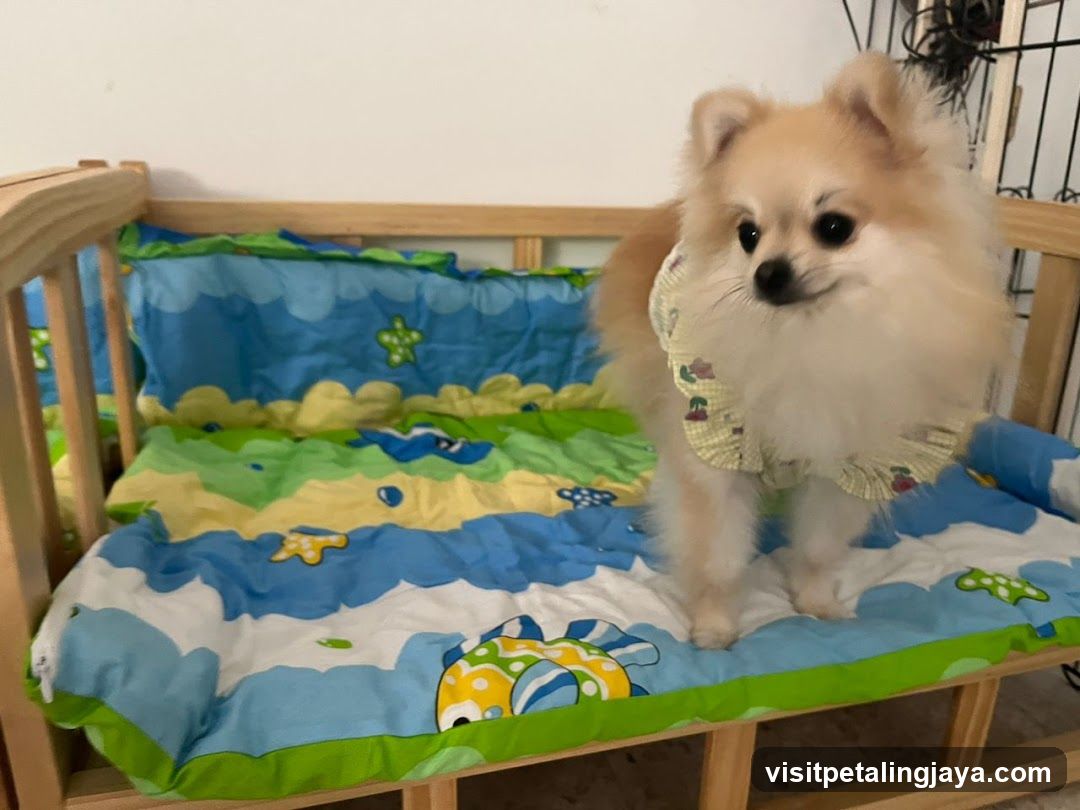 Fluffy Dog on Bed