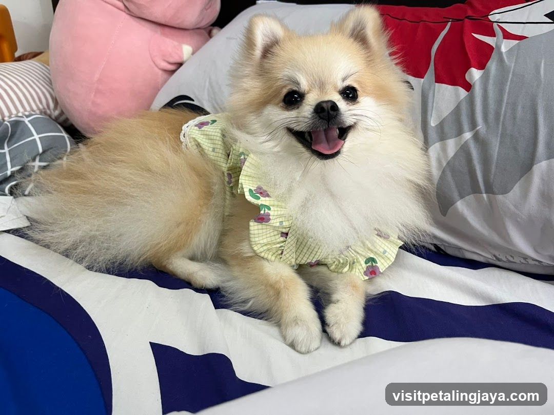 Happy Pomeranian Dog in Bed