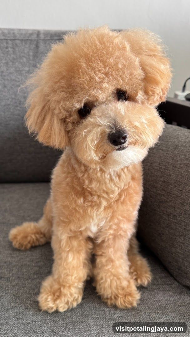 Fluffy Dog on Couch