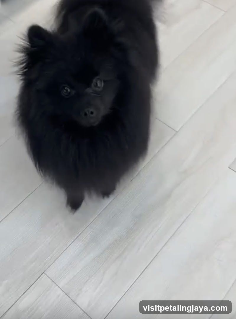 Black fluffy dog on light wood floor