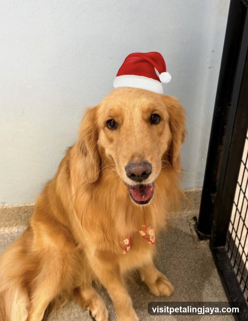Golden Retriever in Santa Hat