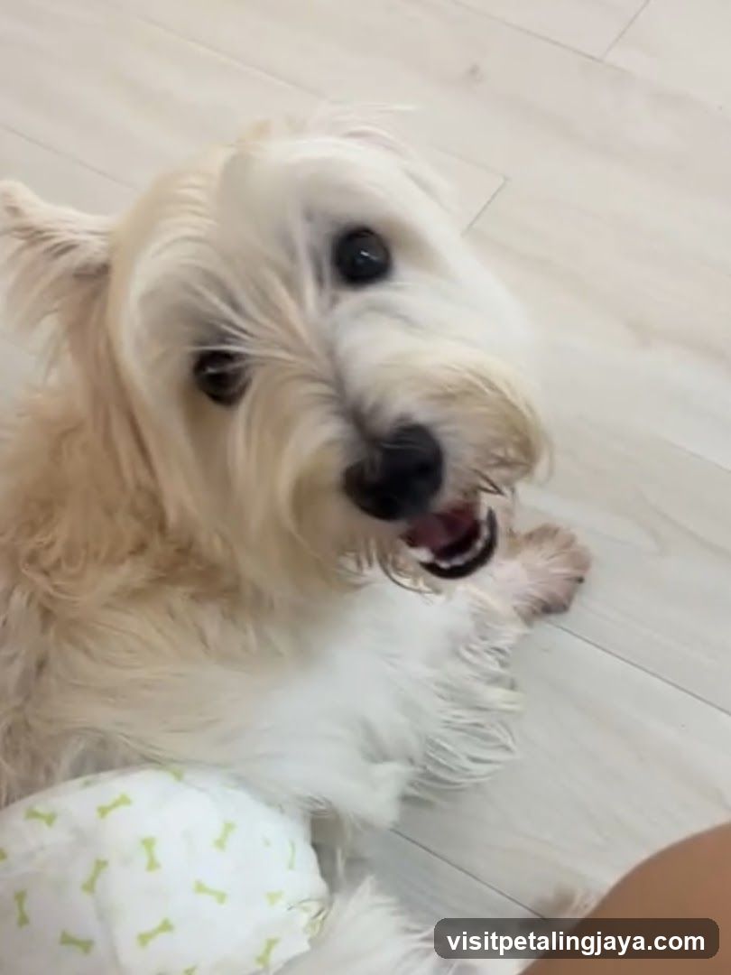 Fluffy Dog with Bone Patterned Blanket