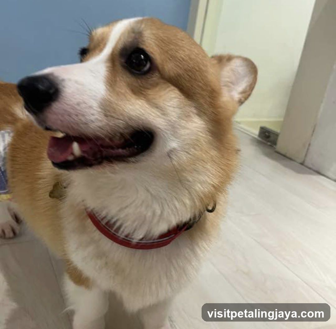Corgi Dog Portrait