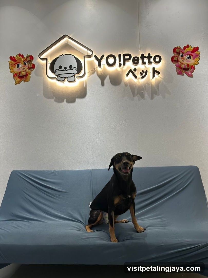 Dog sitting on sofa in pet shop interior