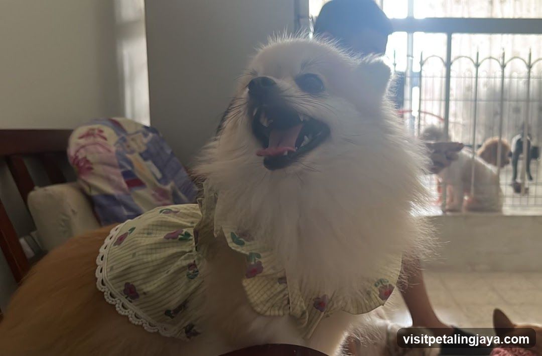 Dressed Dog