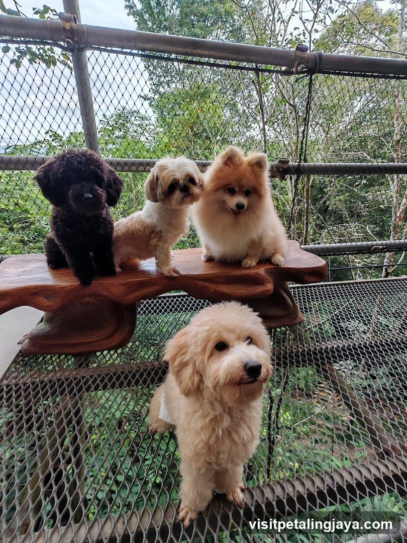 Dogs in Outdoor Enclosure