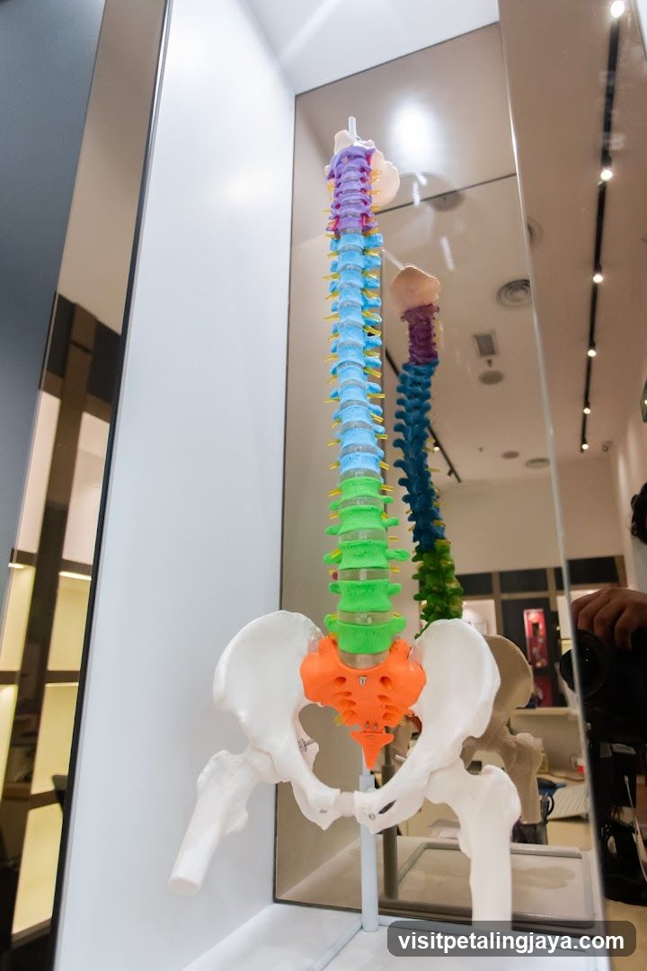Spine Model Display
