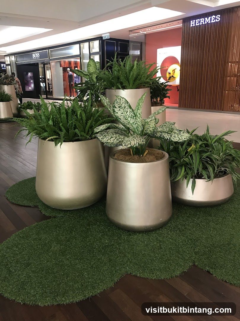 Indoor plants in planters