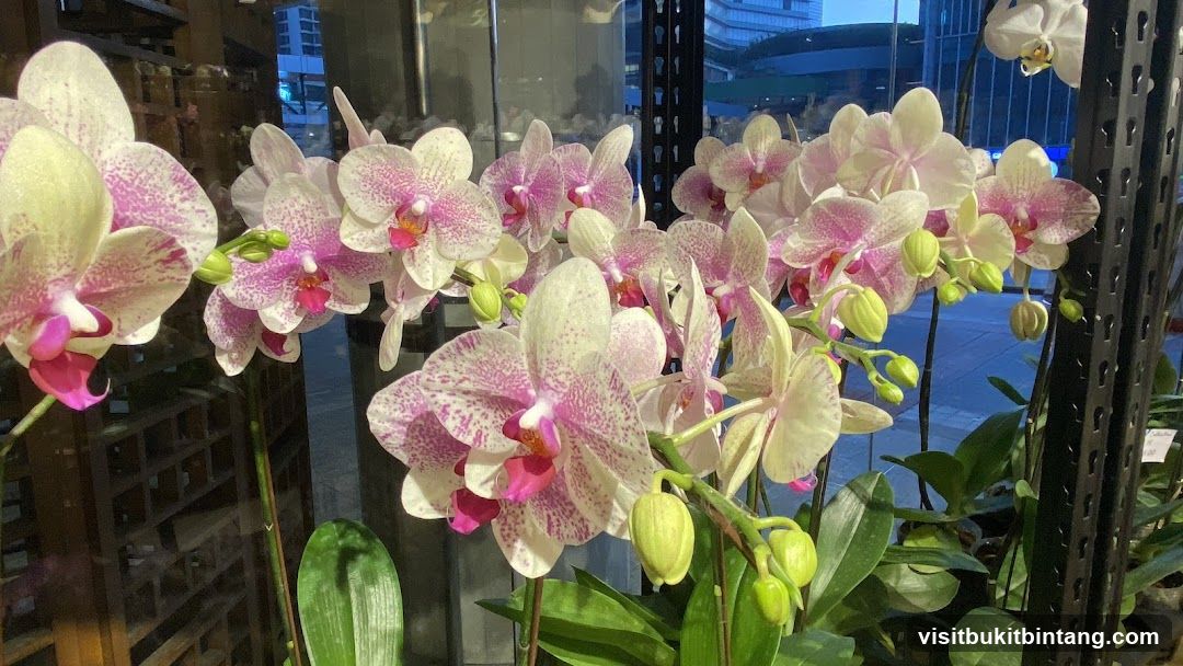 Orchid Culture The Gardens Mall