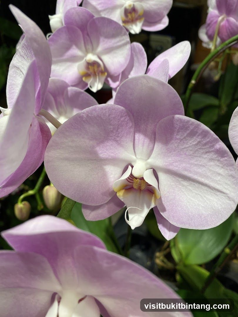 Orchid Culture The Gardens Mall