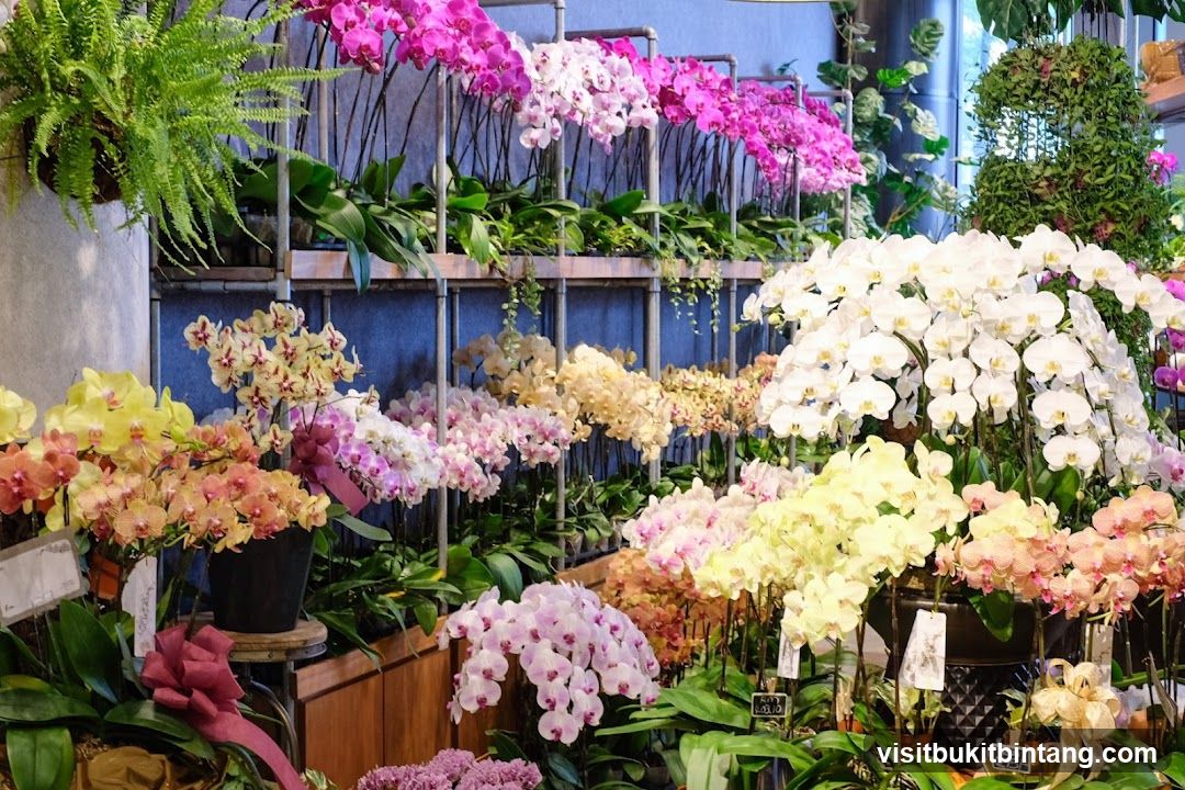 Orchid Display