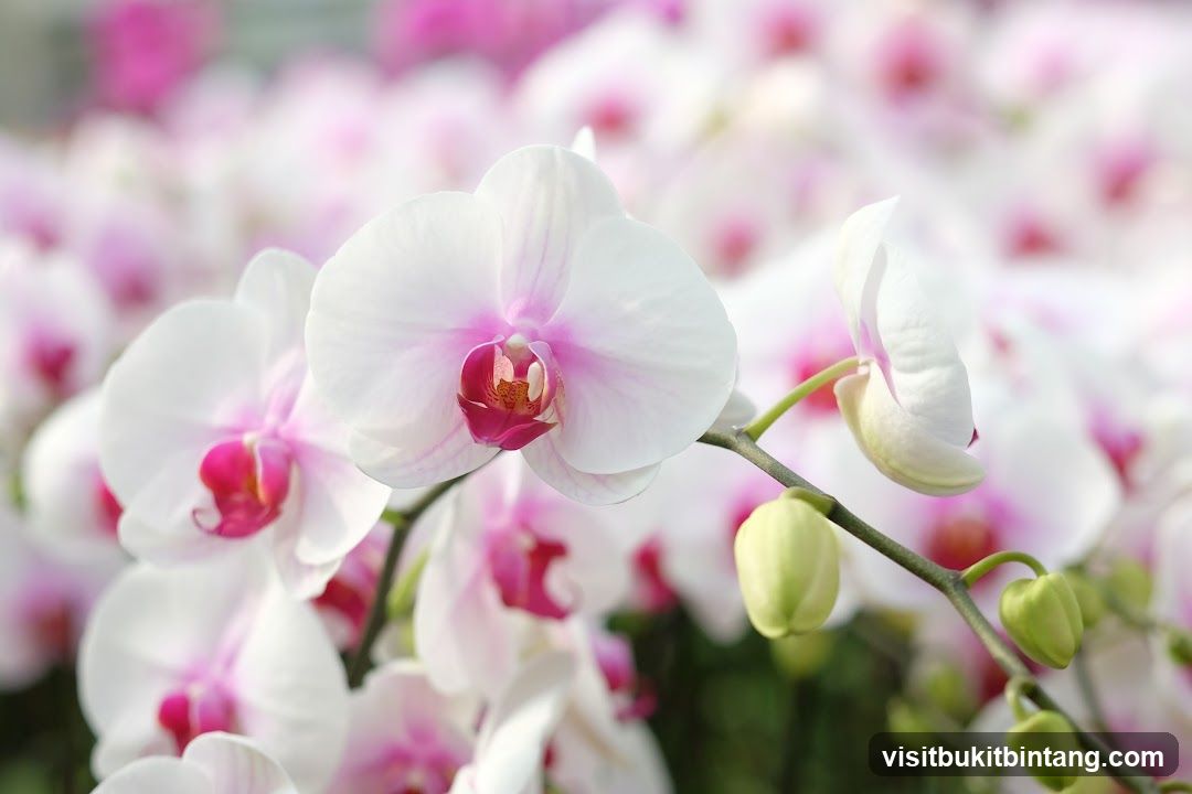 White Orchids with Pink Centers
