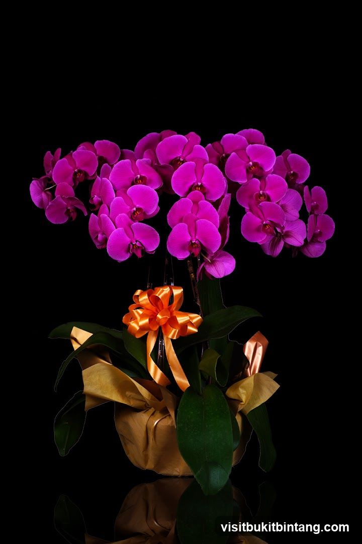 Orchid Plant