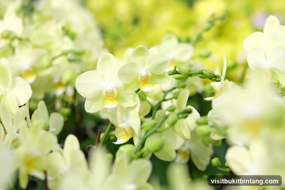 Light Yellow Orchids