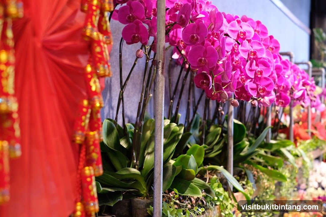 Orchids and Decorations