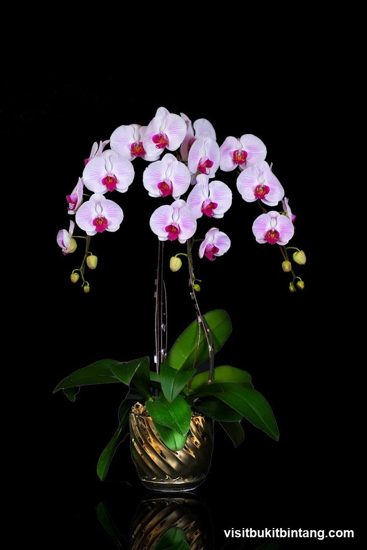 Orchid Plant