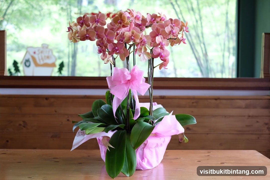 Orchid Plant with Pink Bow