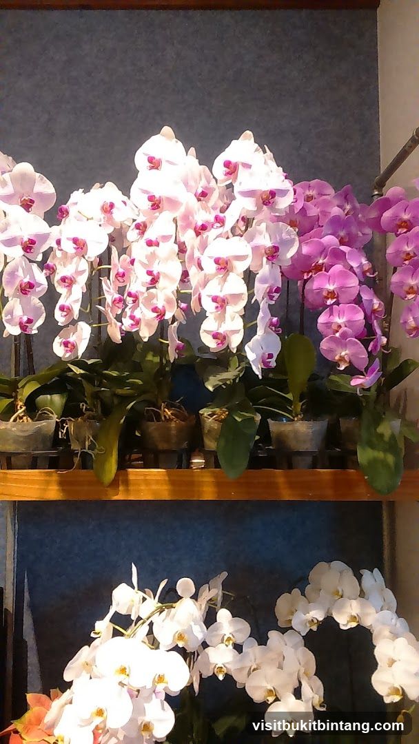 Orchids on Display