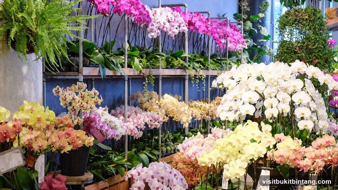 Orchid Display