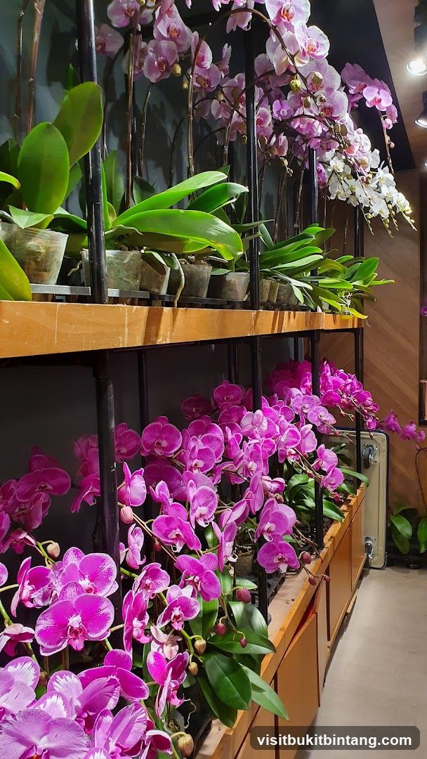 Orchid Display