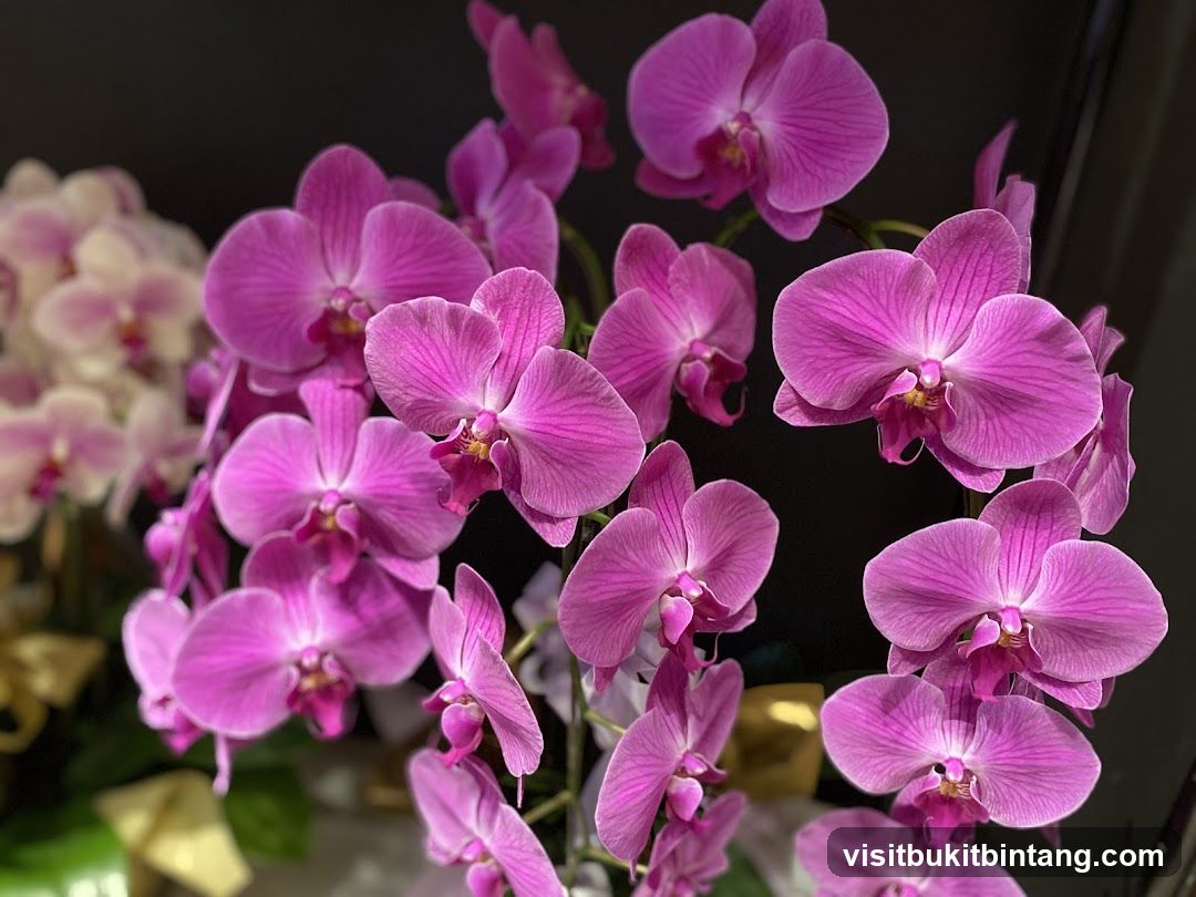 Pink Orchids