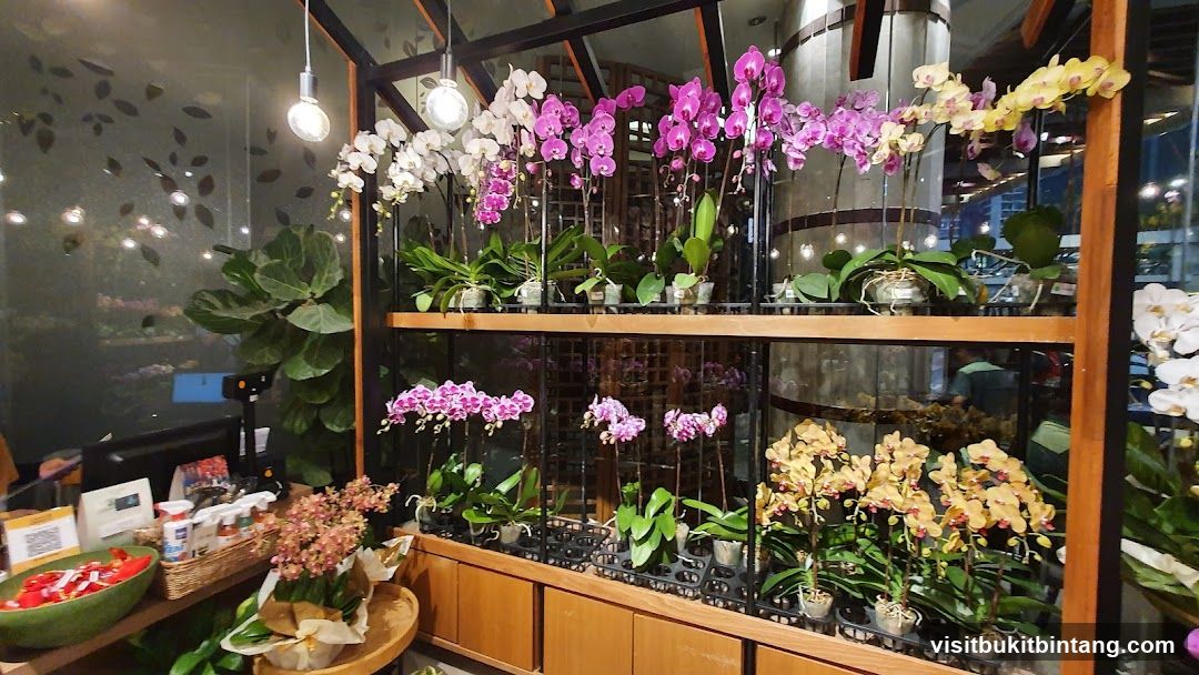 Orchid Display
