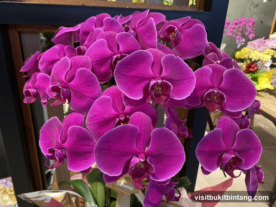 Orchids