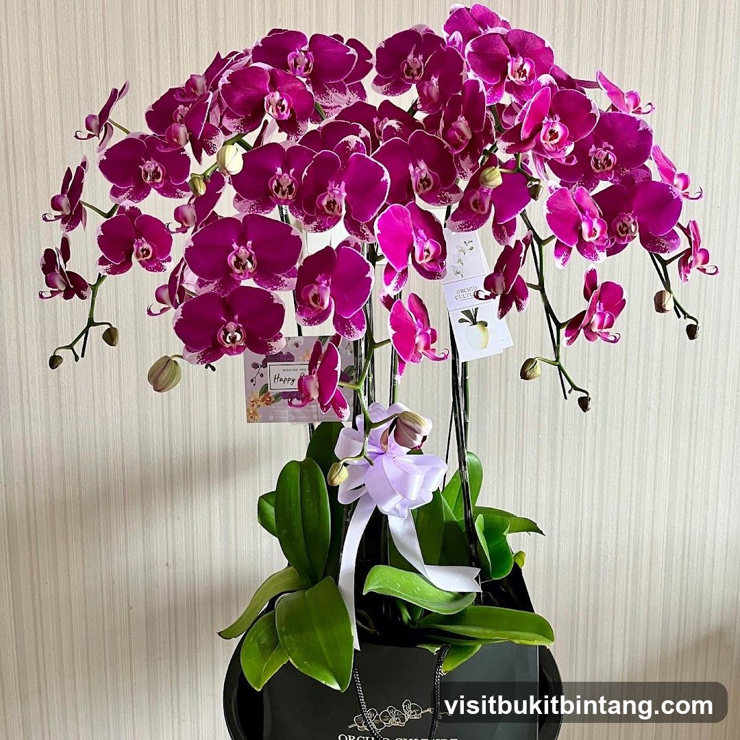 Orchid Arrangement
