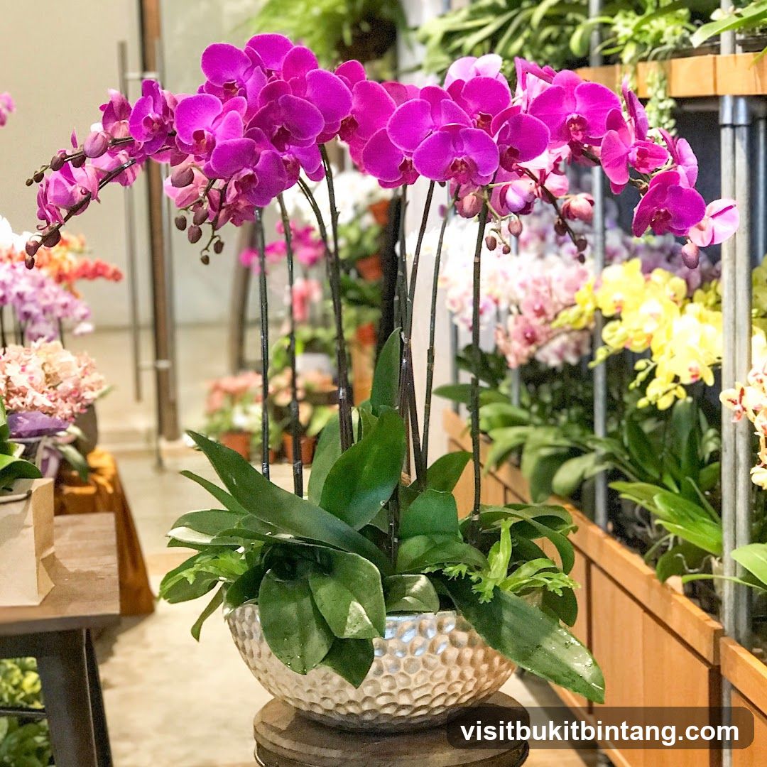 Orchid Display