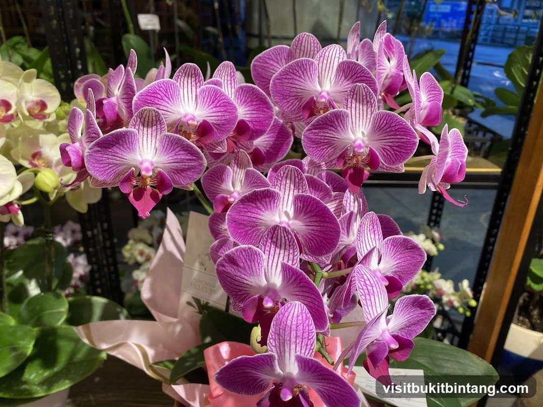 Orchids