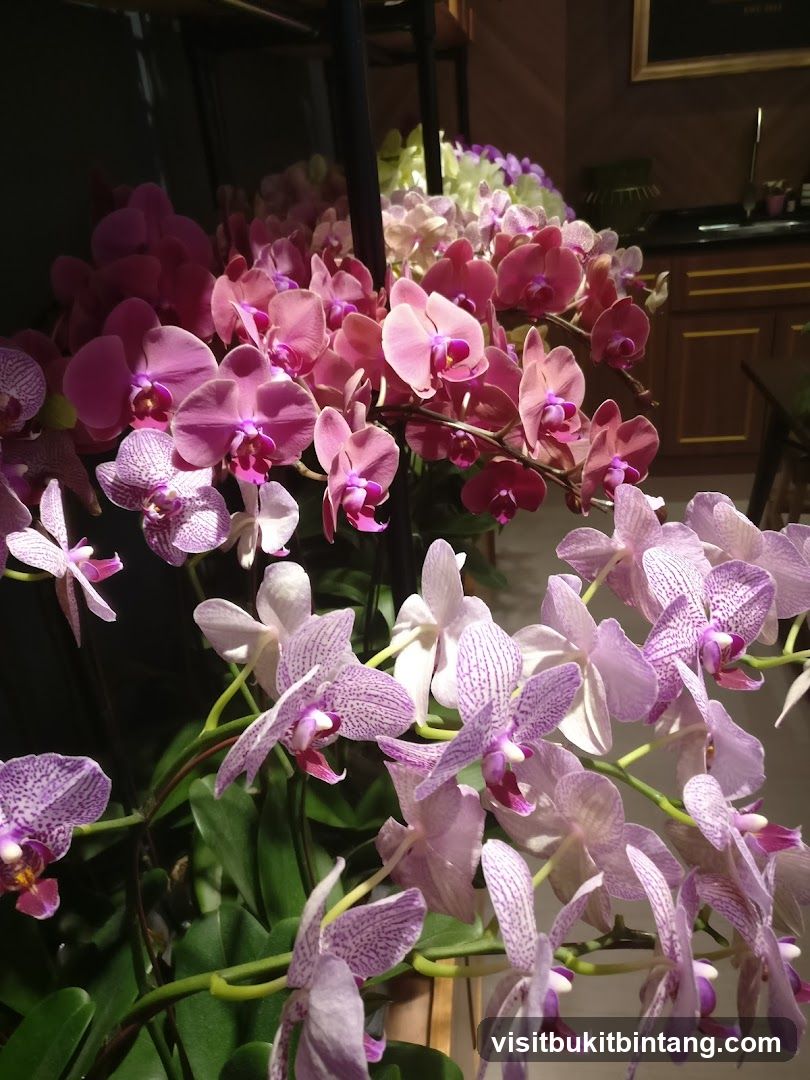Orchid Display