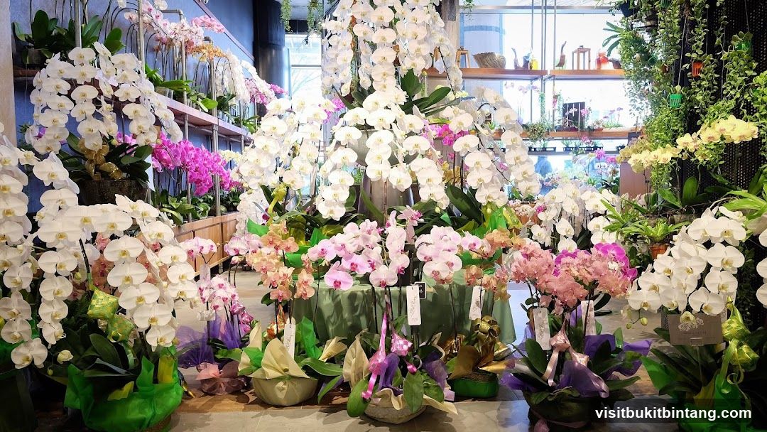 Orchid Display
