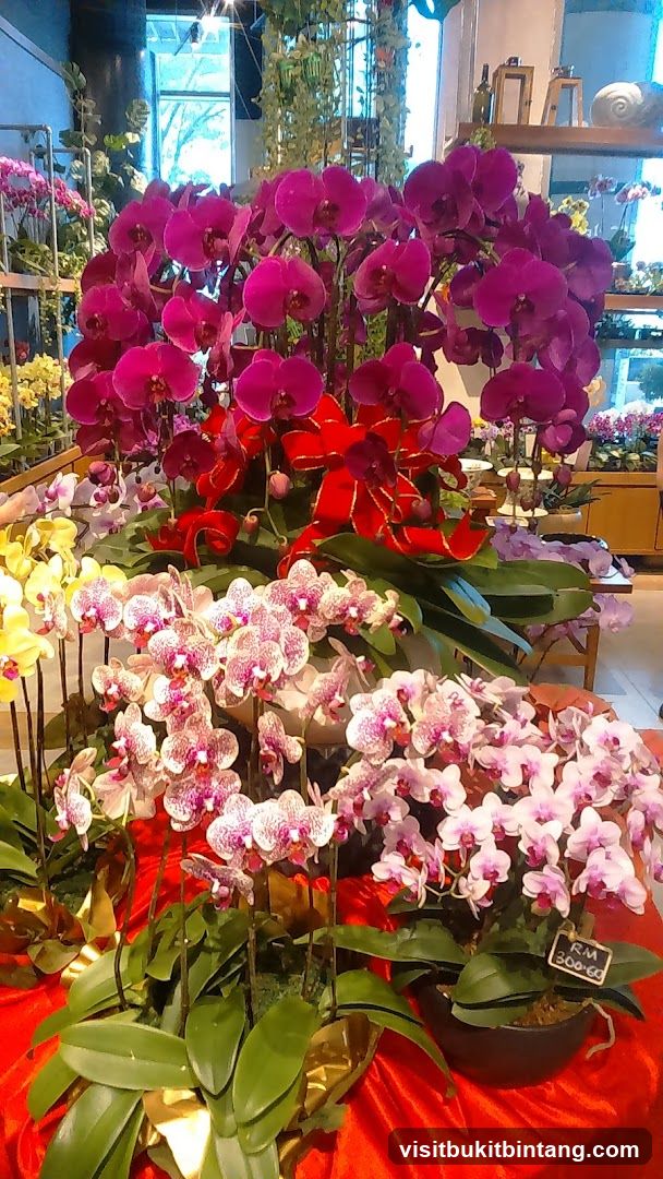 Orchid Display