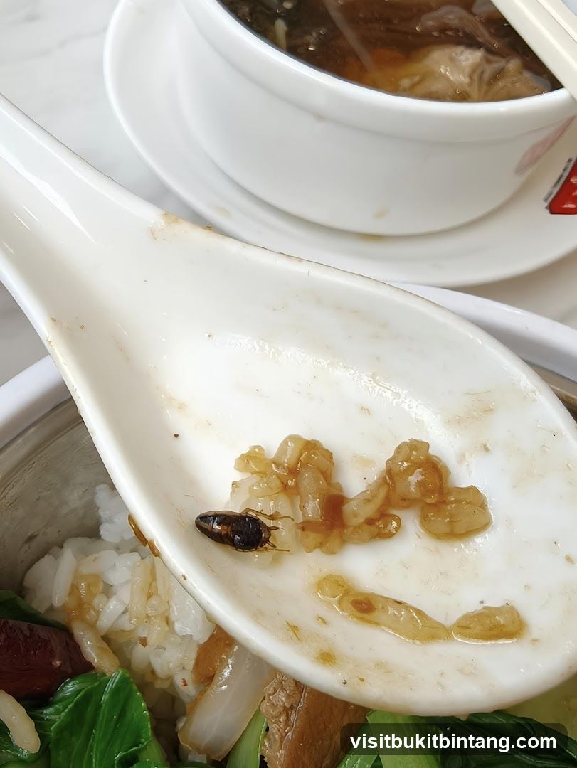Cockroach on Spoon with Food